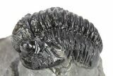 Curled Gerastos Trilobite Fossil - Morocco #277658-1